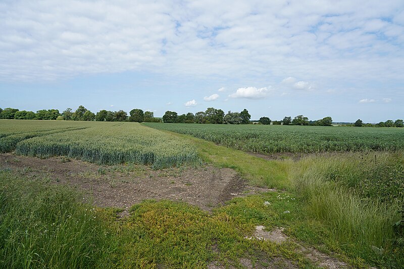 File:Different crops - geograph.org.uk - 6190831.jpg