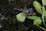 Thumbnail for File:Dionaea muscipula 1zz.jpg