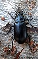 Diplocheila sp. Ground Beetle (16219892898).jpg