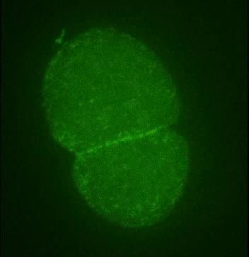 ملف:Diverse-roles-of-actin-in-C.-elegans-early-embryogenesis-1471-213X-7-142-S9.ogv