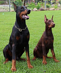 Doberman