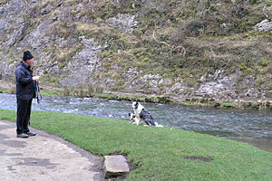 Dog training in Dovedale This pair of border c...