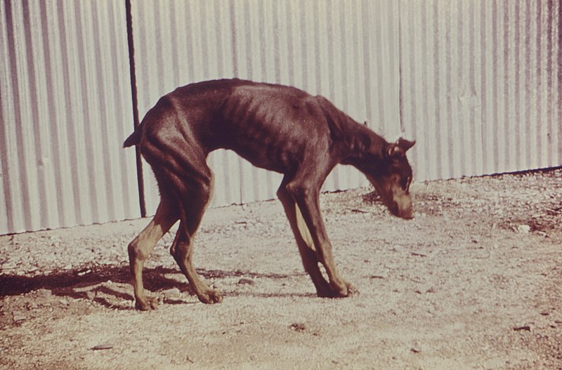 File:Dog with Coccidioidomycosis.jpg