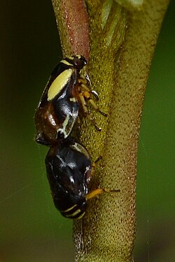 Dogwood Spittlebugs (Clastoptera proteus)