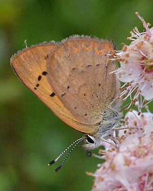 Copper (Lycaena sp.)