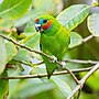 Thumbnail for Double-eyed fig parrot