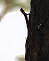 A Draco Dussumieri female with a relatively smaller dewlap (in comparison to males of the species)