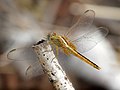 Dragonfly National Park 04.jpg