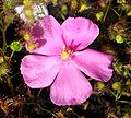Květ hlíznaté rosnatky Drosera menziesii