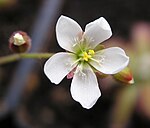 Drosera neocaledonica flyder Darwiniana.jpg