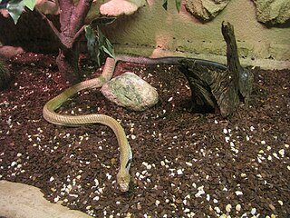 Middle American indigo snake Species of snake