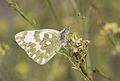 Pontia edusa New Bath White Yeni beyazmelek