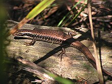 Eastern Water Skink (Eulamprus heatwolei) .jpg