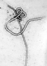 Sieraleono fermas landlimojn pro ebolo