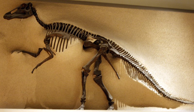 File:Edmontosaurus annectens USNM 2414.jpg