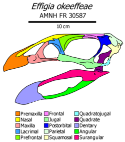 Effigia skull diagram.png