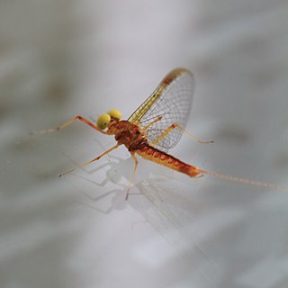 <i>Heptagenia</i> Genus of mayflies