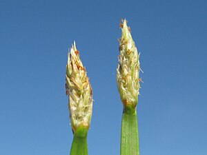 Eleocharis plana flowerhead4 NWP - Flickr - Macleay Grass Man.jpg