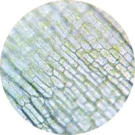 Elodea chloroplasts 400×