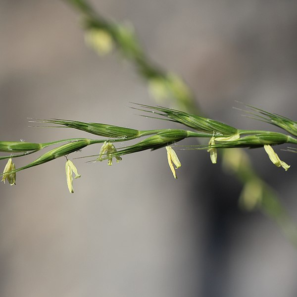 File:Elymus caninus inflorescence (17) (cropped).jpg