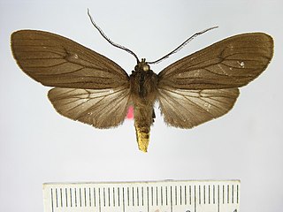 <i>Elysius hades</i> Species of moth