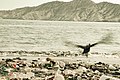 Emprendiendo el vuelo, La Caleta - Chimbote