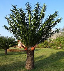 Encephalartos undur-undur -perempuan kerucut (9696404689).jpg