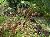 Encephalartos trispinosus, Parque Terra Nostra, Furnas, Azoren