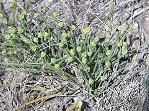 Sporofyt: Levenscyclus, Digenetische cyclus bij Embryophyta, Trigenetische cyclus