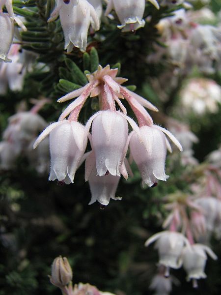 File:Erica sicula.JPG