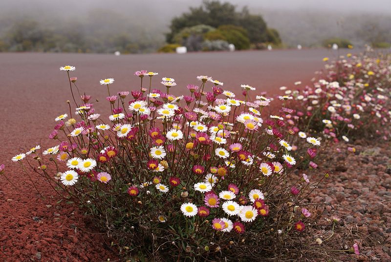 File:Erigeron karvinskianus RouteDuVolcan 1.JPG