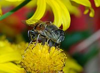 Eristalinus taeniops (Syrphidae)