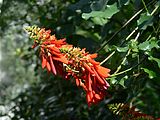 Erythrina lysistemon (Fabaceae) Common Coral Tree