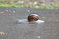 * Nomination Snail (Helix) in Colmar (Haut-Rhin, France). --Gzen92 09:43, 16 June 2021 (UTC) * Promotion  Support Good quality. --Commonists 12:45, 16 June 2021 (UTC)