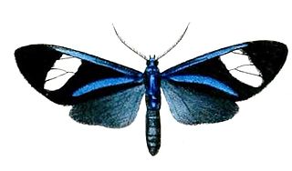 <i>Euagra</i> Genus of moths