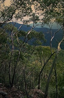 <i>Eucalyptus baeuerlenii</i> Species of eucalyptus