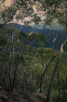 Eucalyptus baeuerlenii desire.jpg