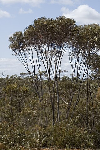 <i>Eucalyptus captiosa</i> Species of eucalyptus