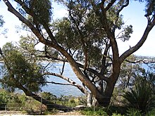 Eucalyptus gomphocephala в Kings Park.jpg