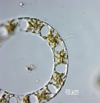 <i>Eucampia</i> Genus of single-celled organisms