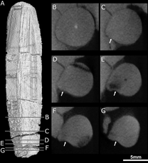 CT scans through the right canine of NHMUK 5696, the holotype of E. mirabilis (top), and of an incisor (possibly from the lower jaw) from BP/1/4009 (bottom)