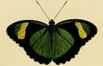 Miniatura para Euphaedra (Euphaedrana) ceres