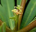 Euphorbia plumerioides