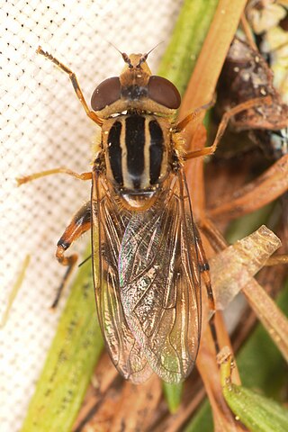 <i>Eurimyia stipata</i> Species of fly