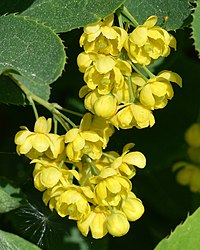 B. vulgaris, berberis