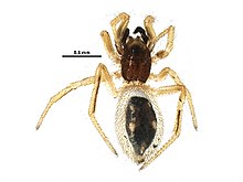 Euryopis quinquemaculata.jpg