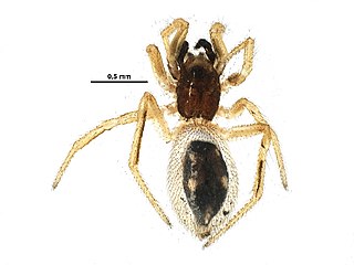 <i>Euryopis quinquemaculata</i> species of arachnid