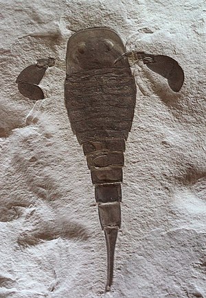 Eurypterus remipes 20170317.jpg