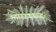 Euthalia aconthea (common baron) caterpillar in Si Phan Don Laos