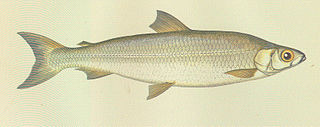 <span class="mw-page-title-main">Pollan (fish)</span> Species of fish